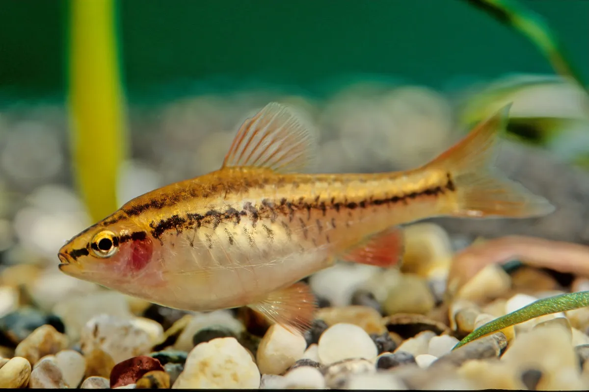 Brzanka wysmukła w akwarium Brzanka wysmukła przy dnie akwarium