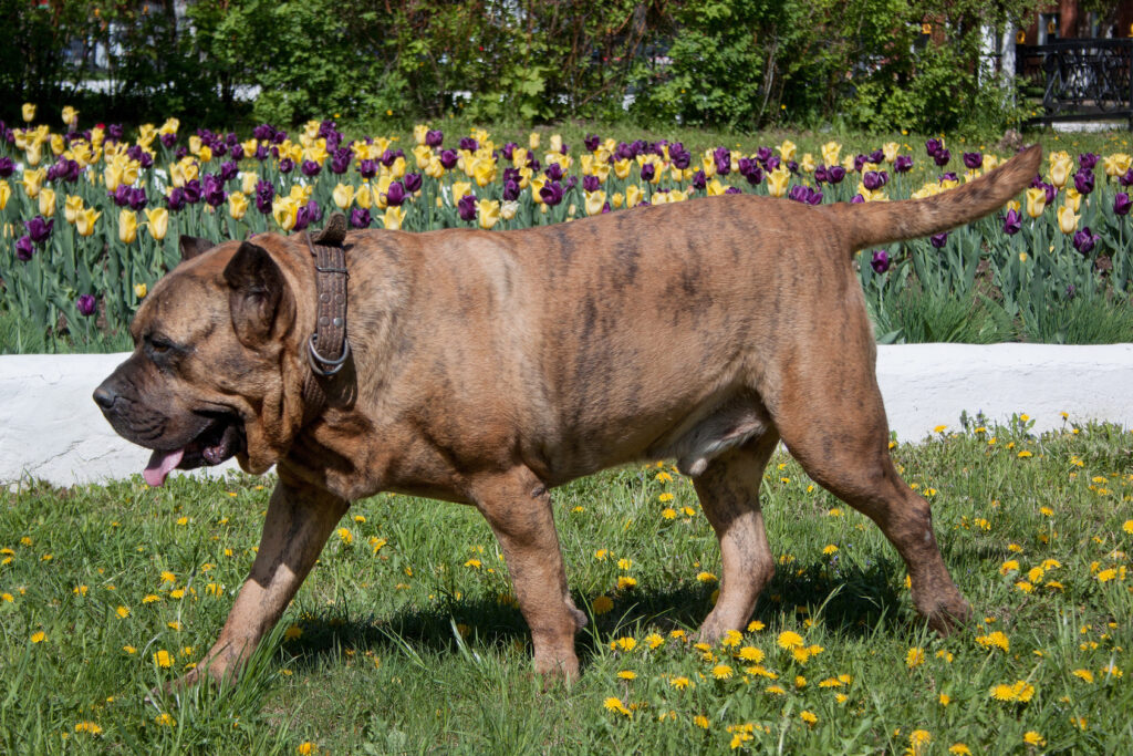 Dog kanaryjski presa canario