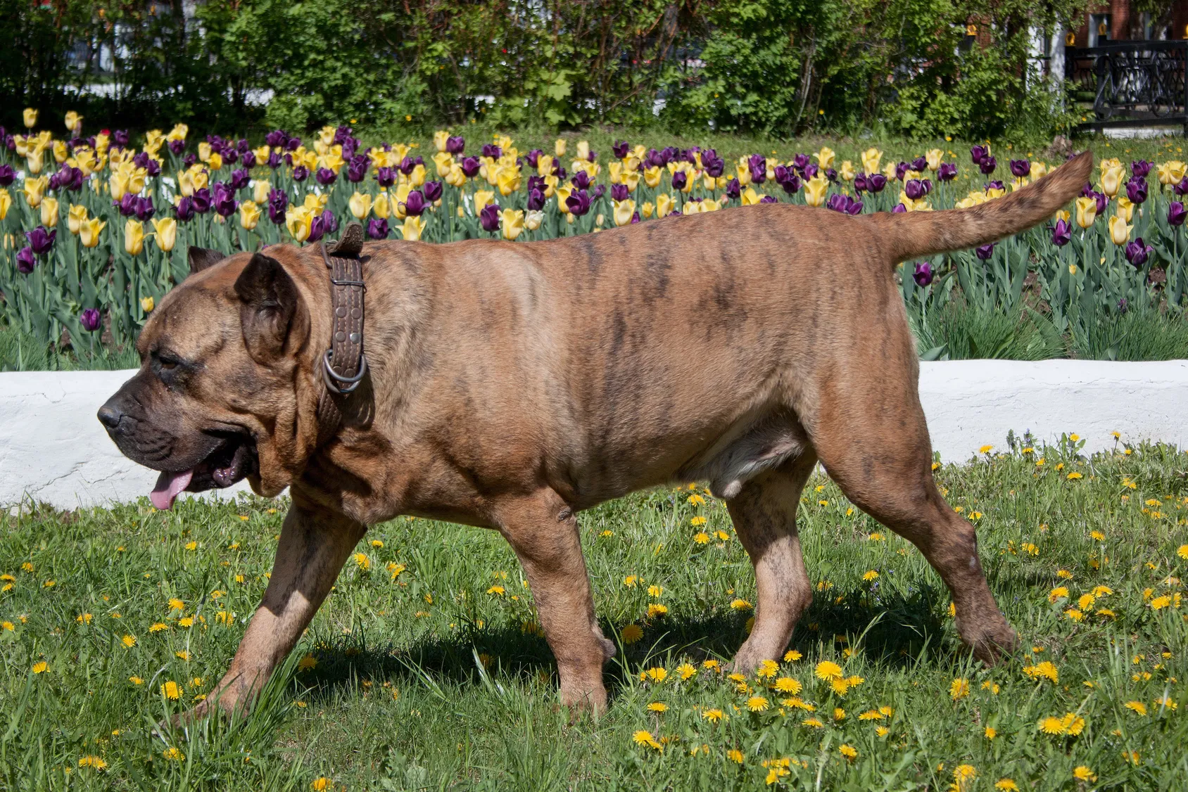 Dog kanaryjski presa canario Dog kanaryjski presa canario