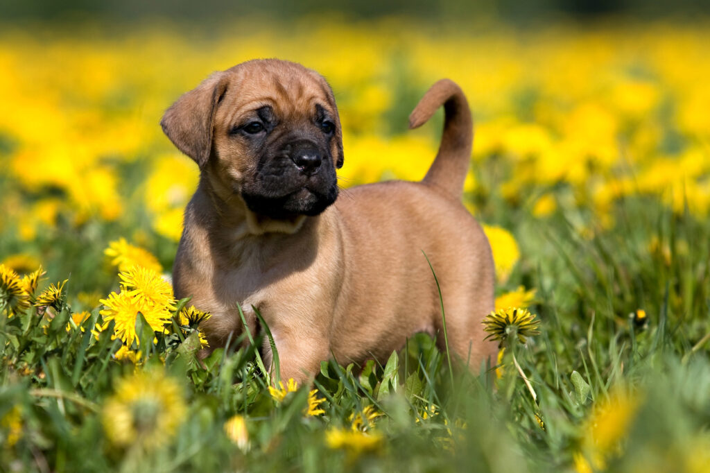 Dog kanaryjski szczeniak