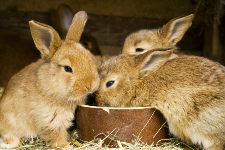 Trzy króliki w trakcie jedzenia
