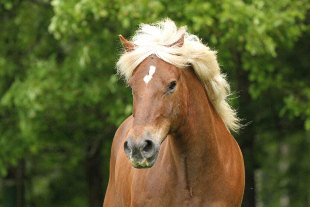 Portret konia szwarcwaldzkiego