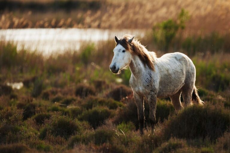 Koń z Camargue wśród bagien