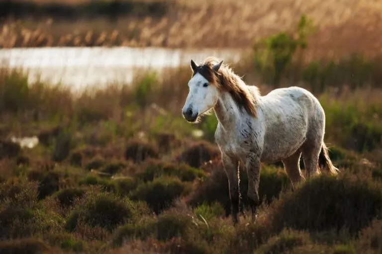 Koń z Camargue Koń z Camargue wśród bagien