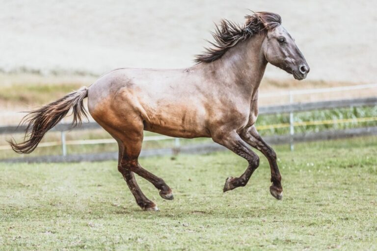 Konik polski w galopie