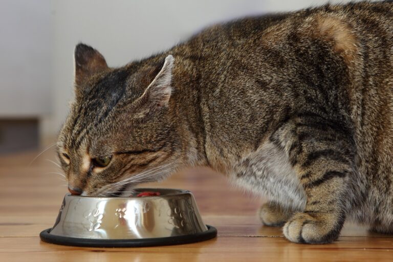 kot jedzący z miski