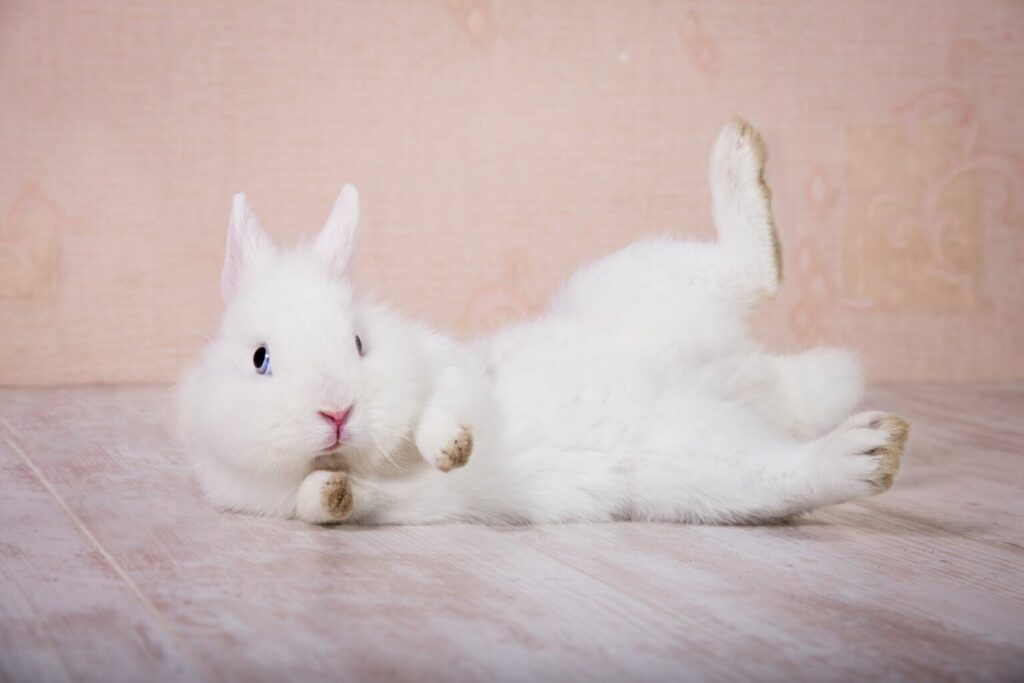 Biały królik