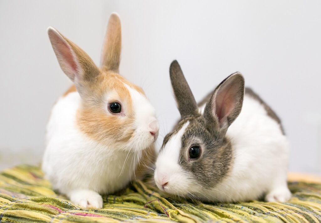 Dwa króliki holenderskie