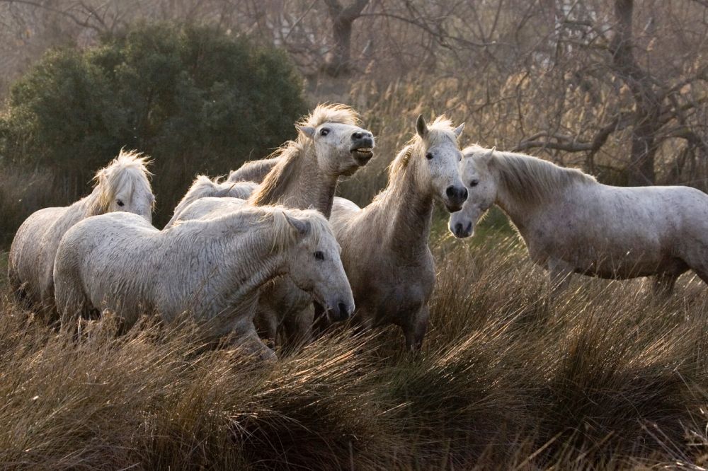 Półdzikie konie z Camargue