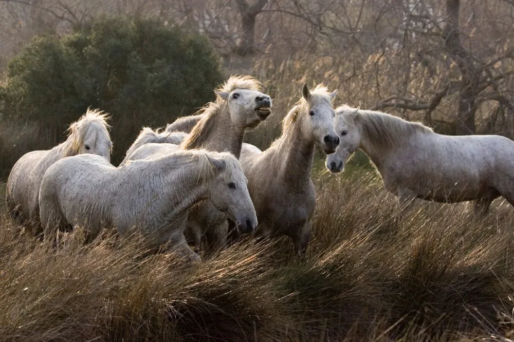 Stado koni z Camargue Półdzikie konie z Camargue