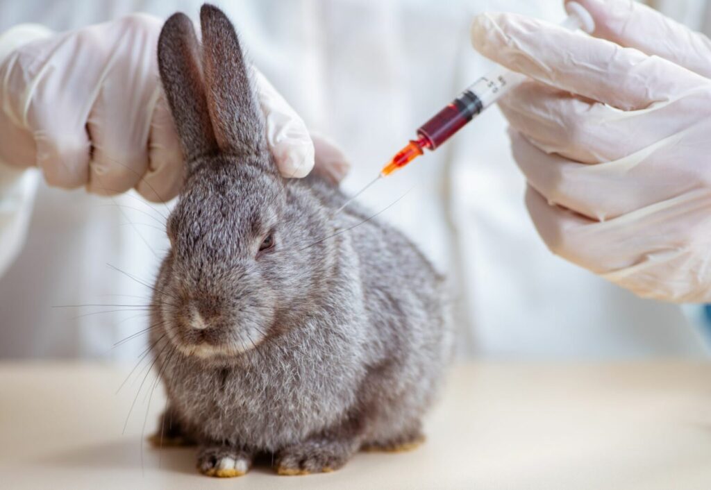 Badanie krwi królika pod kątem RHD