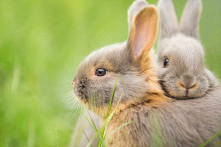 Para królików