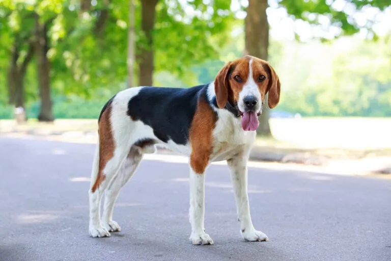 American Foxhound foxhound amerykański rasa psa