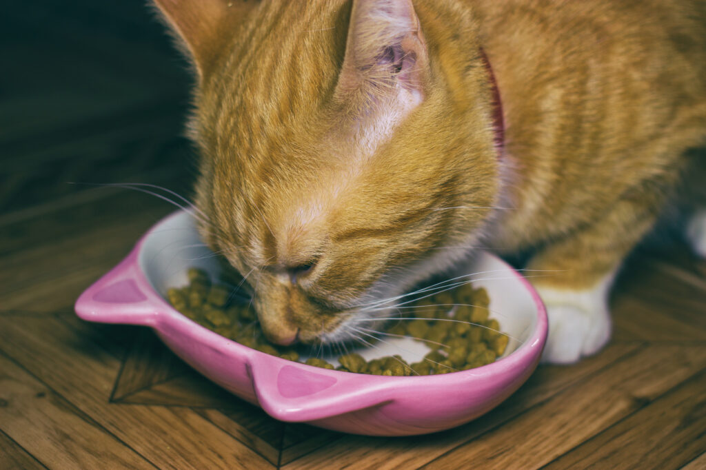 alergie pokarmowe a nietolerancje pokarmowe u kotów