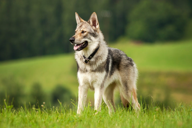 Wilczak czechosłowacki pies-wilk