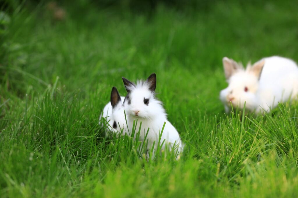 Grupa królików lwiogłowych na trawie