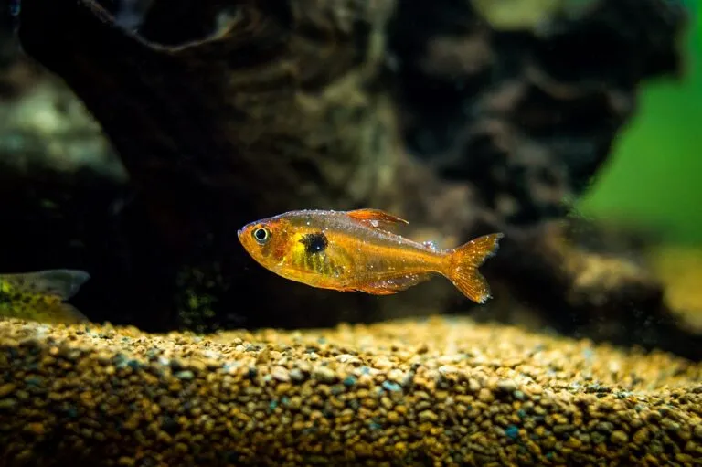 Ichtioftirioza Ospa rybia
