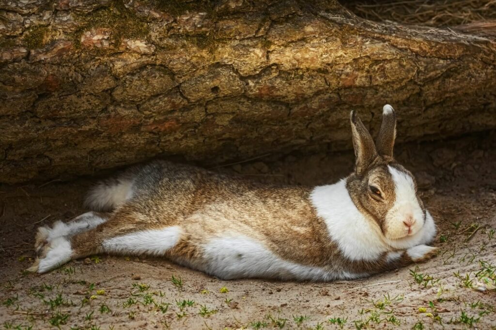 Wzdęty brzuch u królika