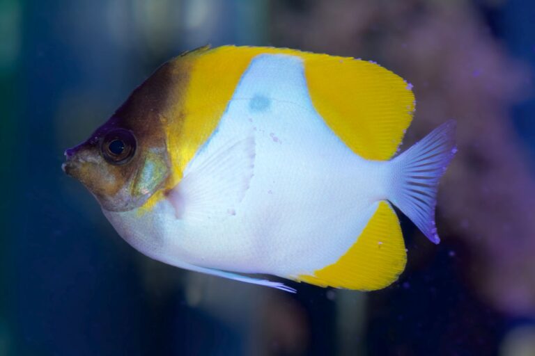 Biało-żółta rybka w akwarium