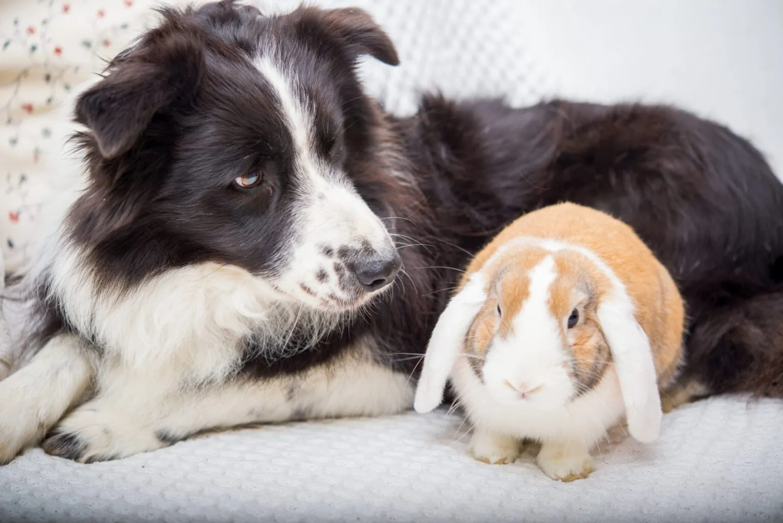 Border collie i królik Pies i królik obok siebie