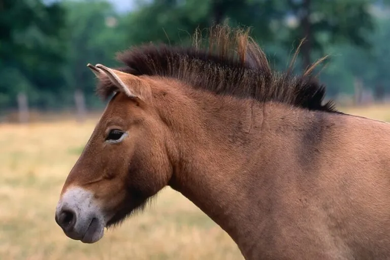 Koń Przewalskiego Koń Przewalskiego na wolności