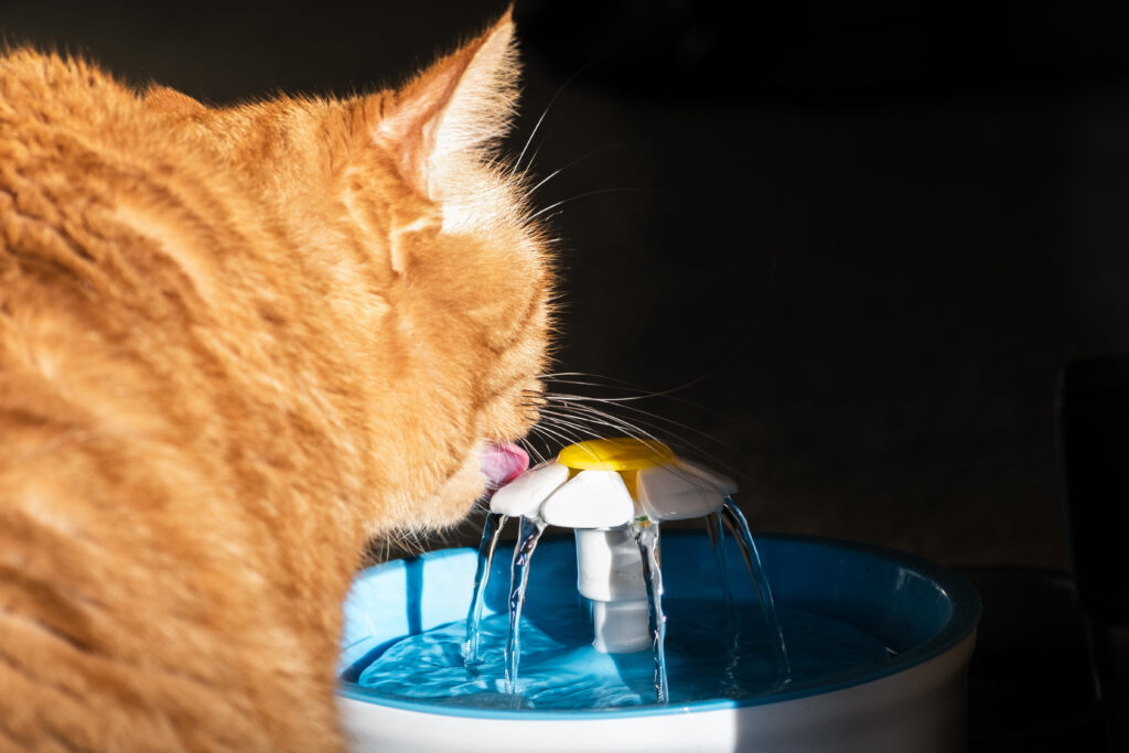 Kot pijący wodę z poidełka