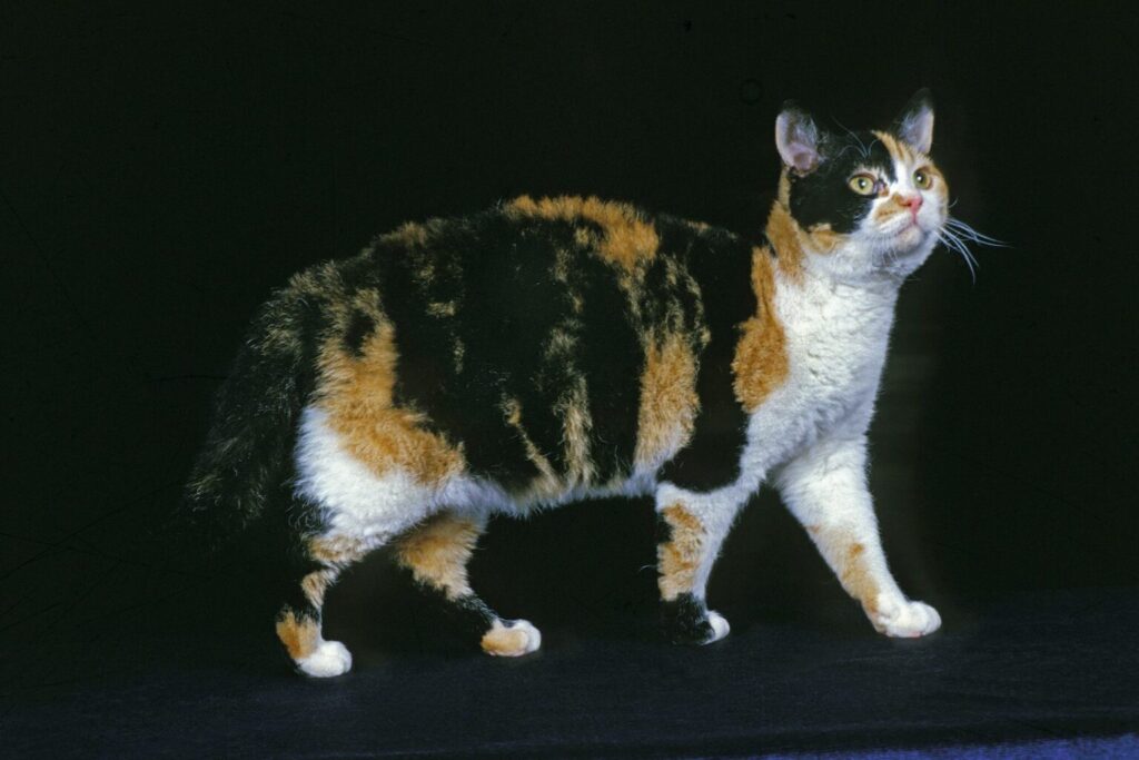 Portret kota amerykańskiego szorstkowłosego