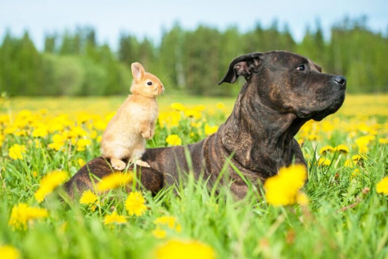 Pies i królik razem na łące