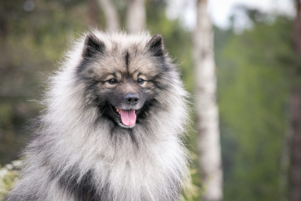 Szczęśliwy keeshond