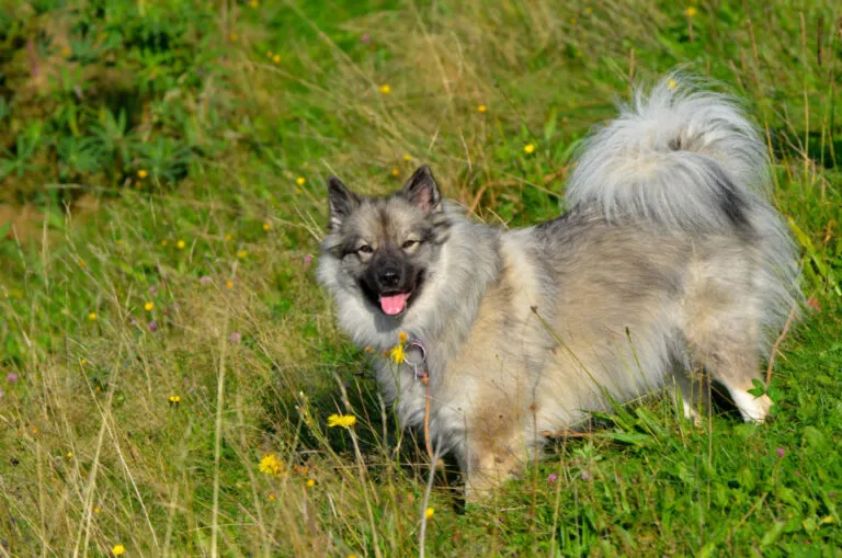 Szpic wilczy Keeshond
