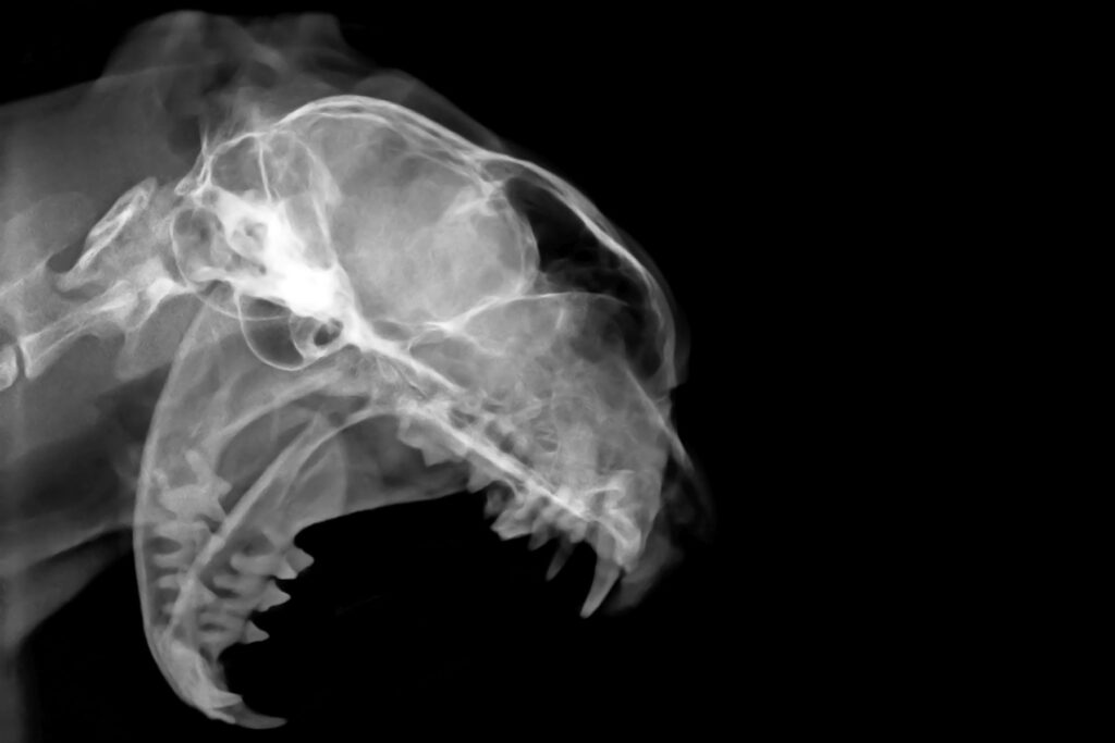 zdjęcie rentgenowskie w diagnostyce FORL u kotów