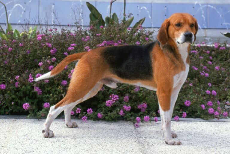 Sylwetka beagle harriera