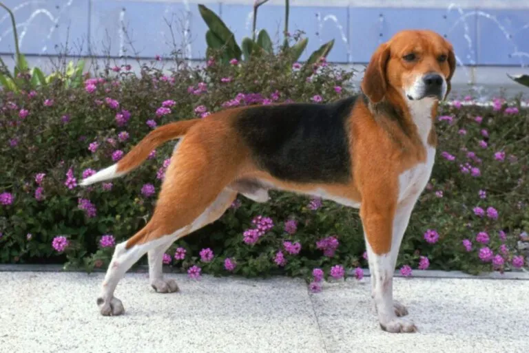 Beagle harrier Sylwetka beagle harriera