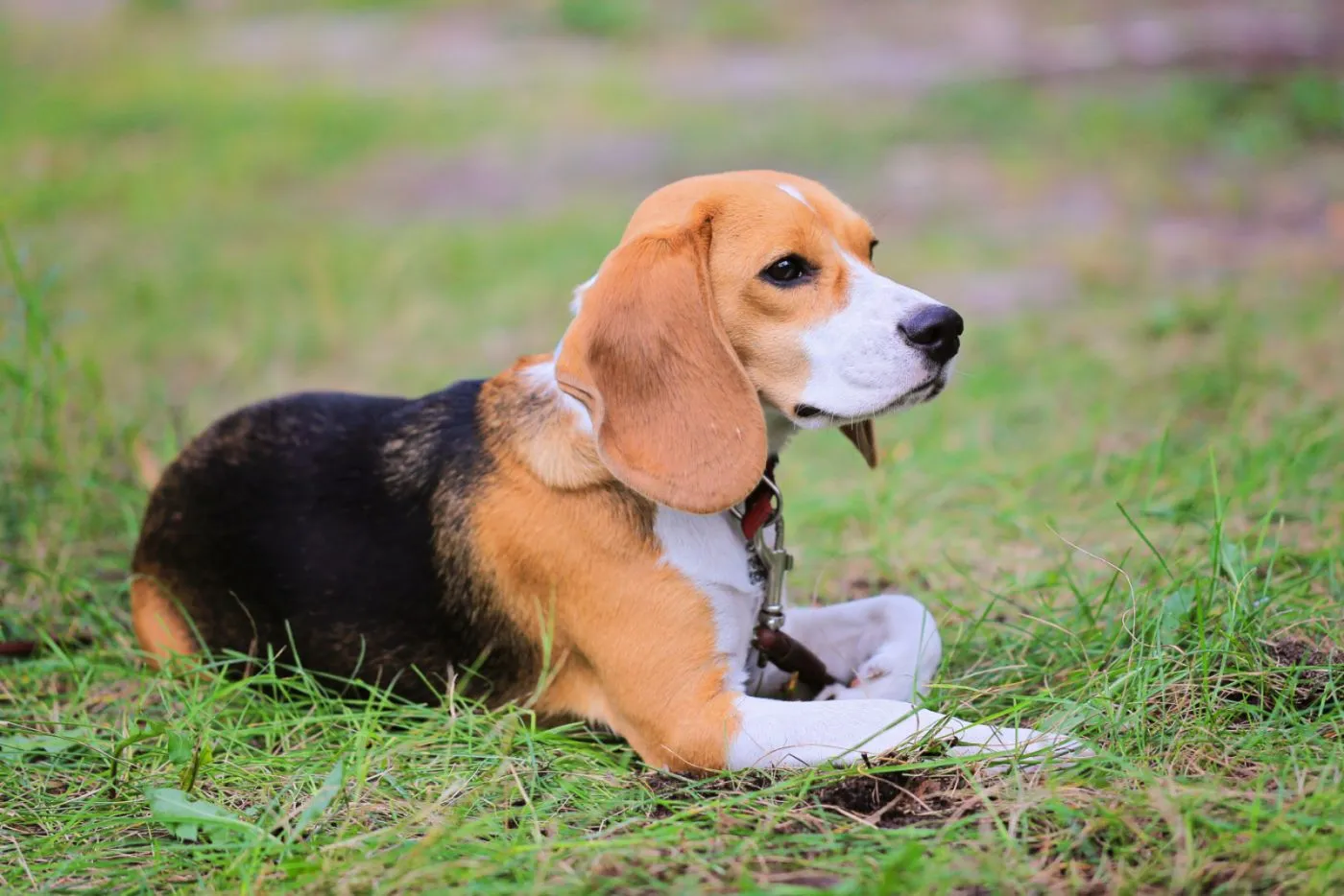 Beagle harrier leżący na trawie Beagle harrier na spacerze