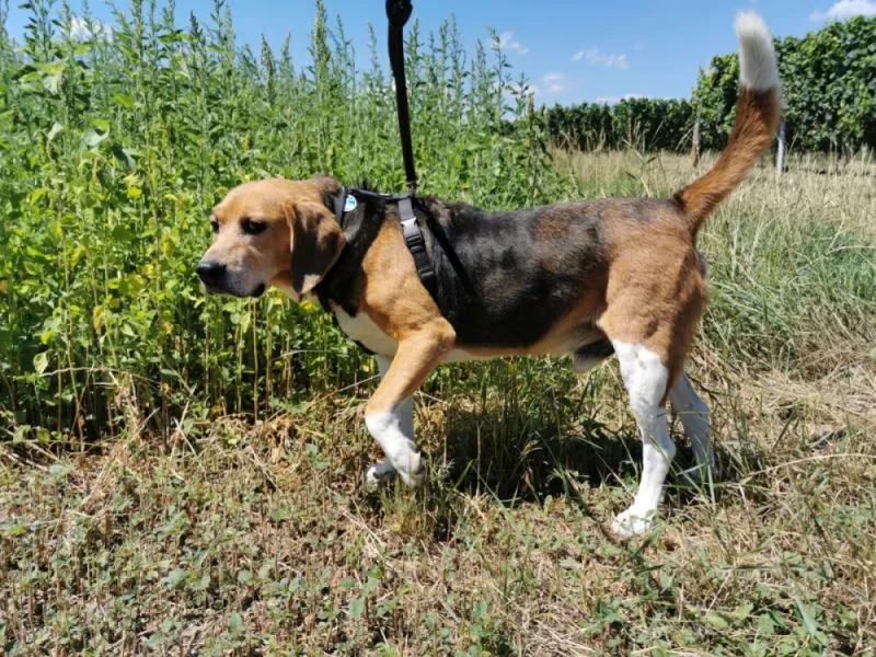 Beagle harrier podczas pracy węchowej Beagle harrier podczas węszenia