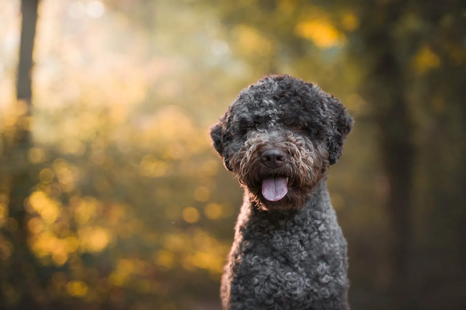 Lagotto romagnolo tropiący trufle