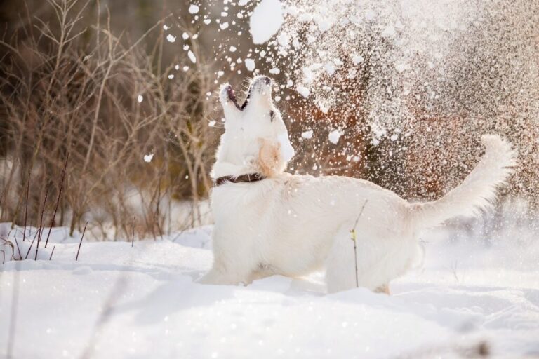 Pies jedzący śnieg