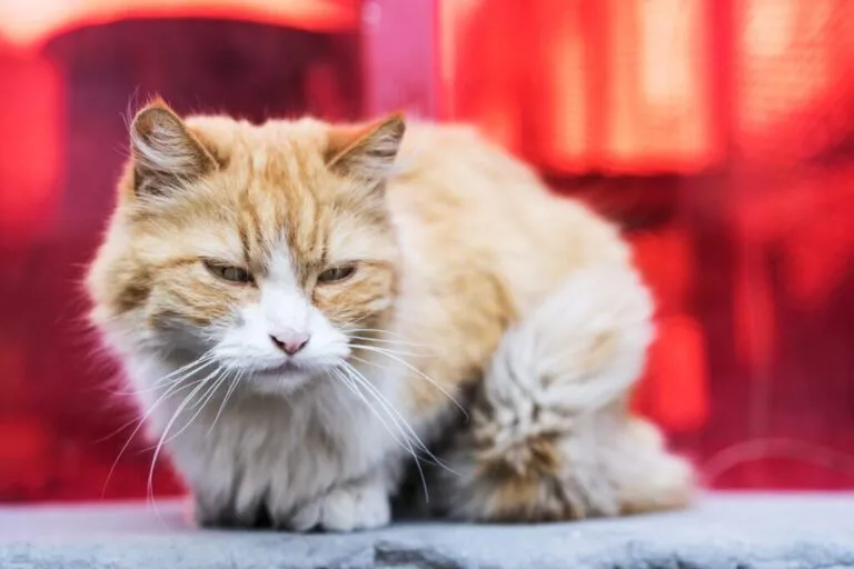 Wirus nabytego niedoboru immunologicznego kotów FIV