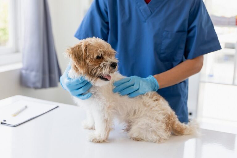 Pies z wnętrostwem u lekarza weterynarii