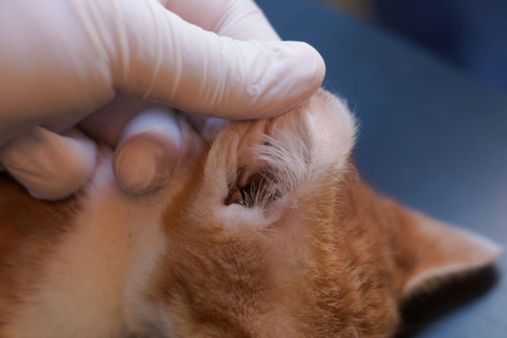 Badanie uszu kota u lekarza weterynarii