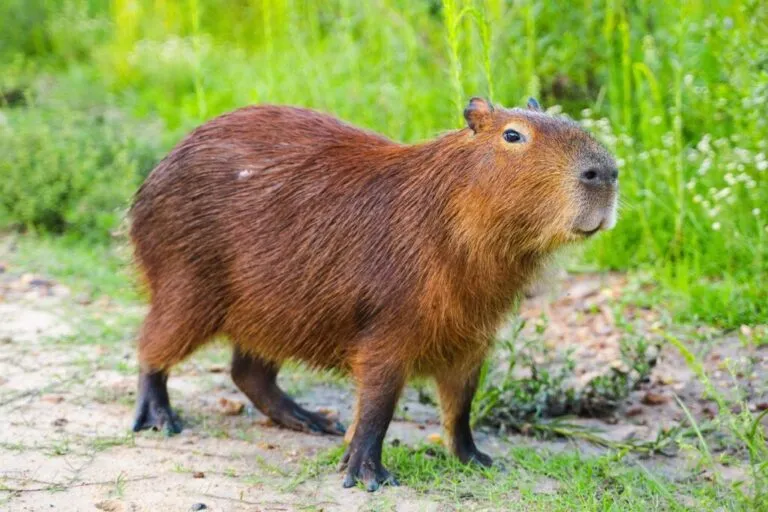 Kapibara Świnia wodna