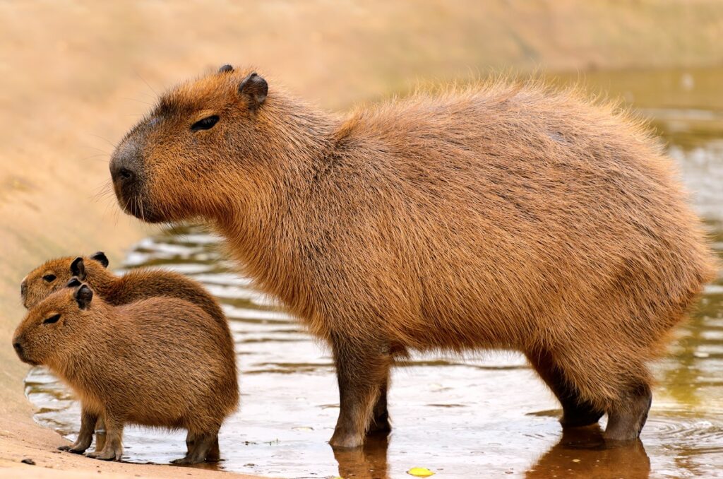 Kapibara z potomstwem na wolności