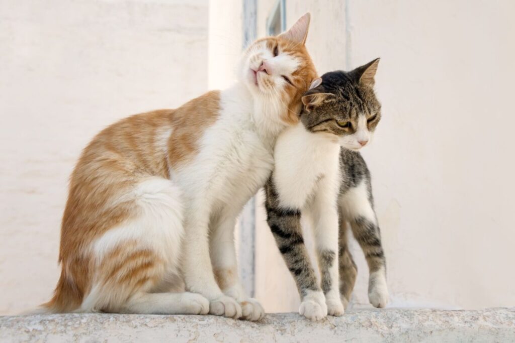 Dwa koty ocierające się o siebie