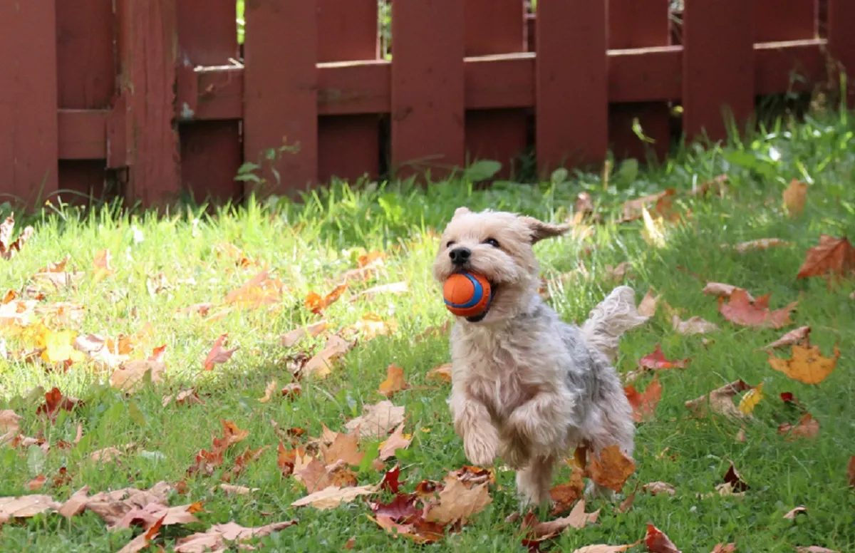 Morkie w ogrodzie Morkie podczas zabawy