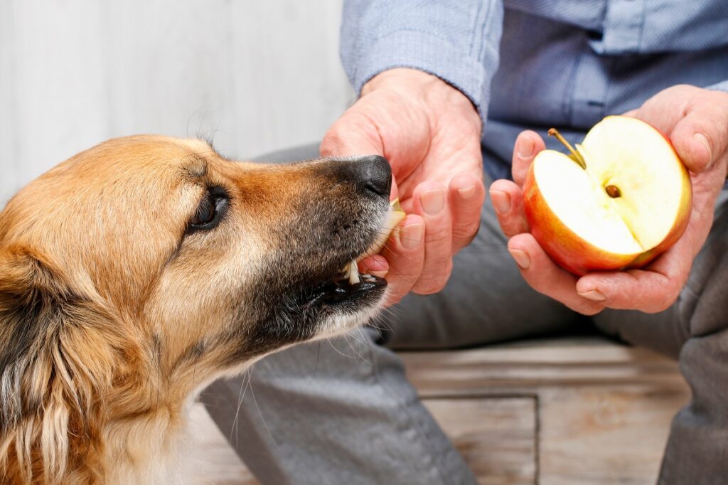 Opiekun karmi psa jabłkiem