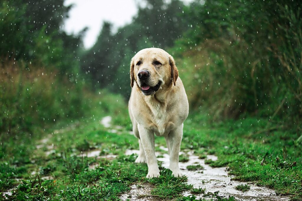 Spacer z psem podczas deszczowej pogody