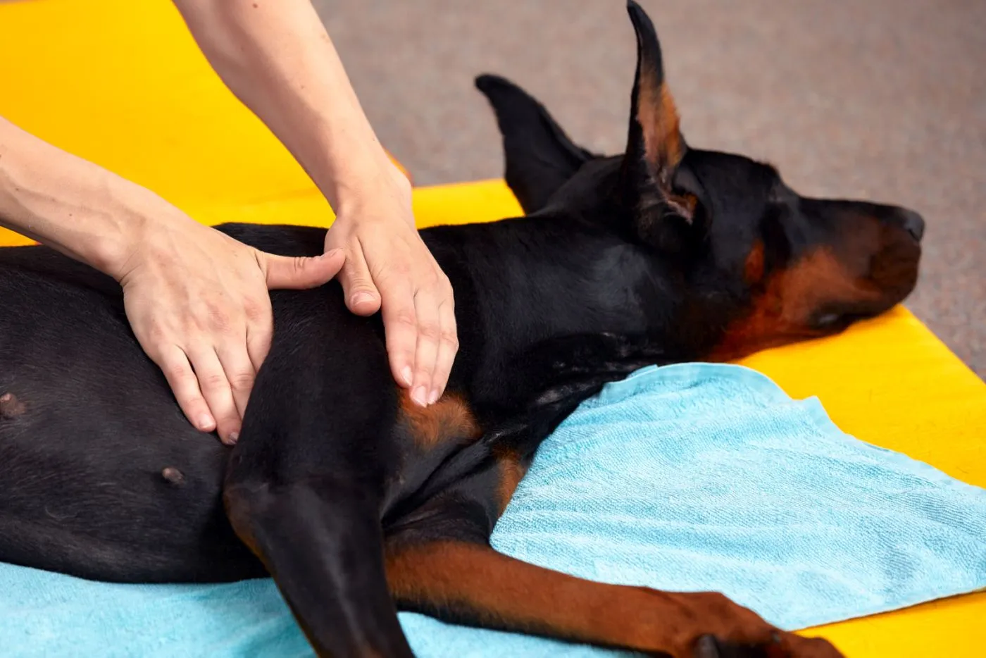 Pies podczas zabiegu u osteopaty Pies leżący na ręczniku u osteopaty