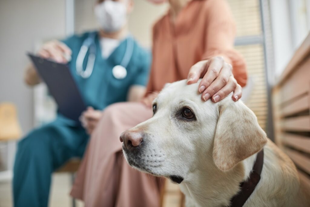 Pies u lekarza weterynarii
