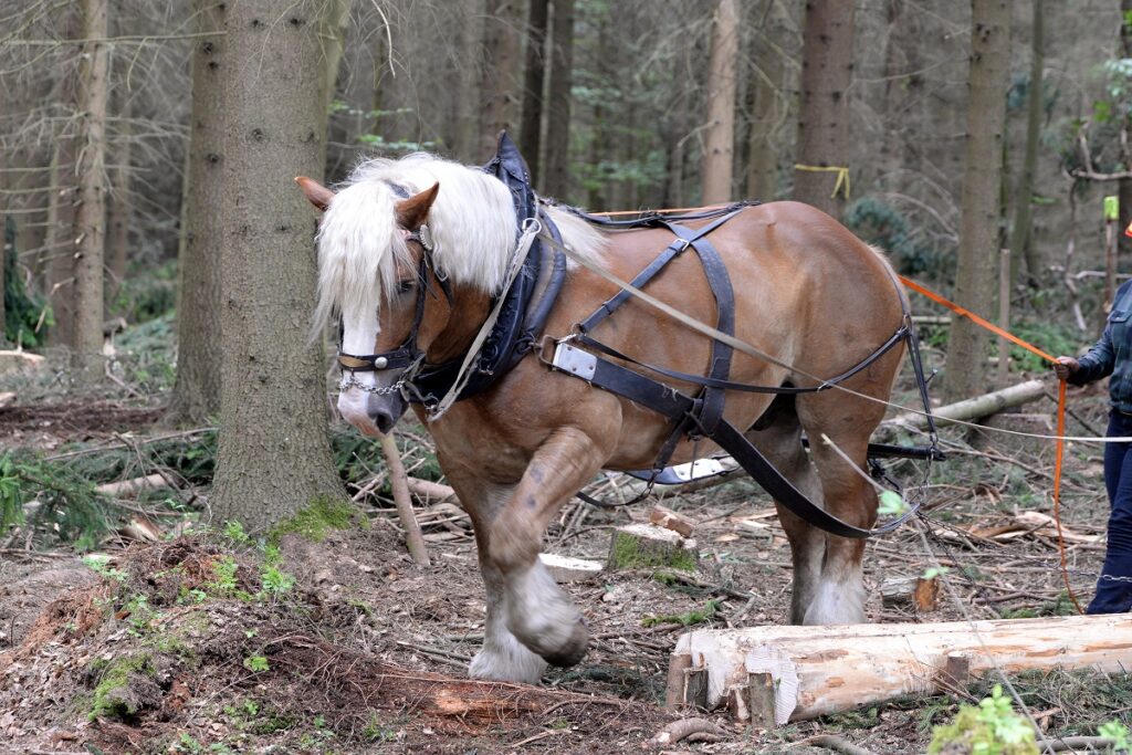 Południowoniemiecki koń zimnokrwisty w pracy w lesie