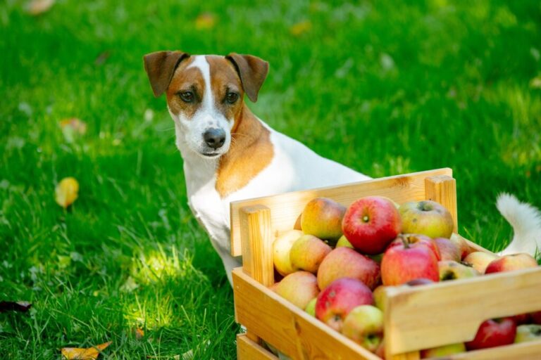 Pies i jabłka